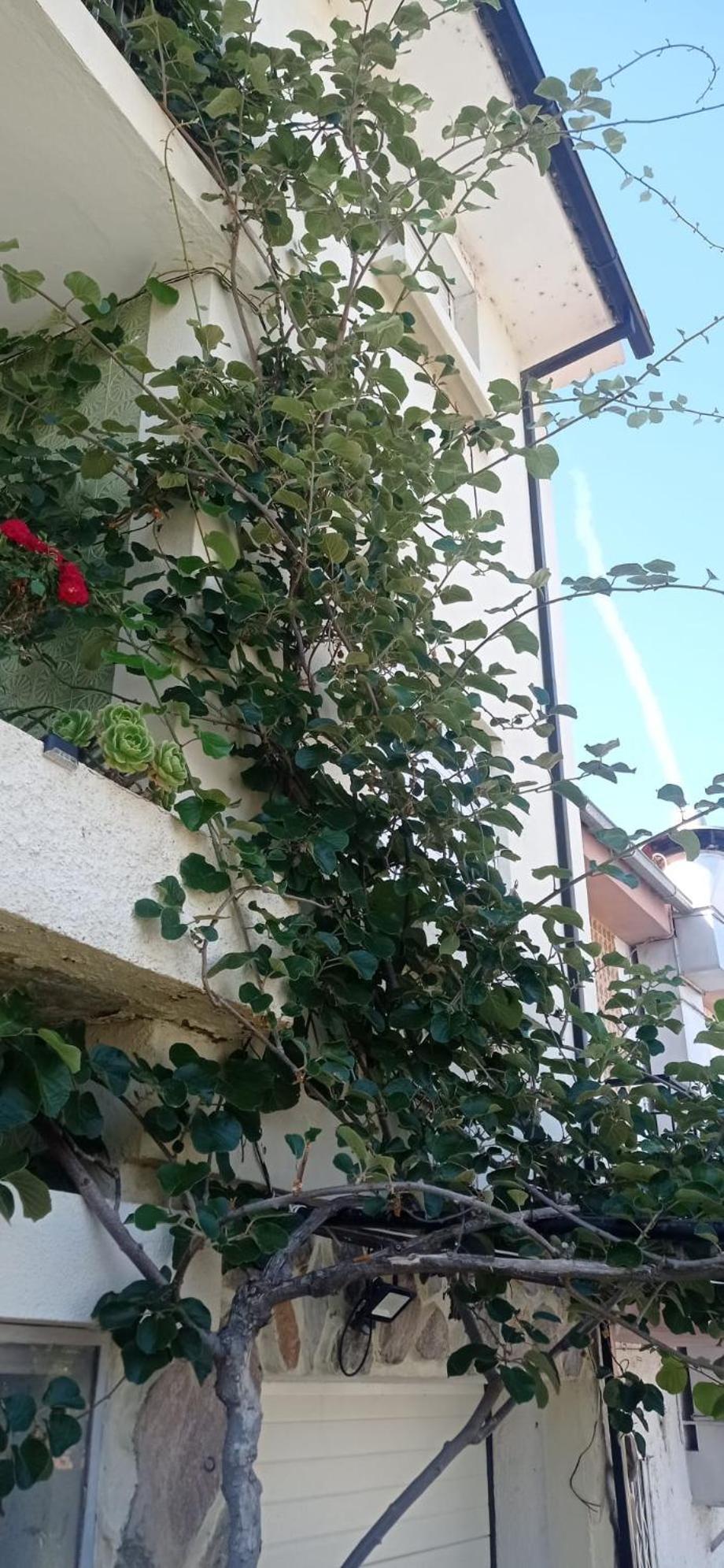 Alojamento Local Os Maias Mirandela Buitenkant foto